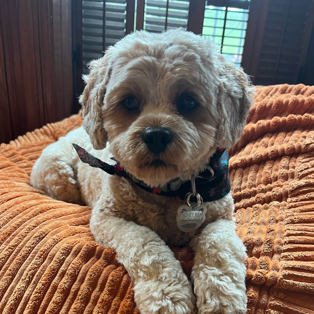 Meet your Posher, Mia